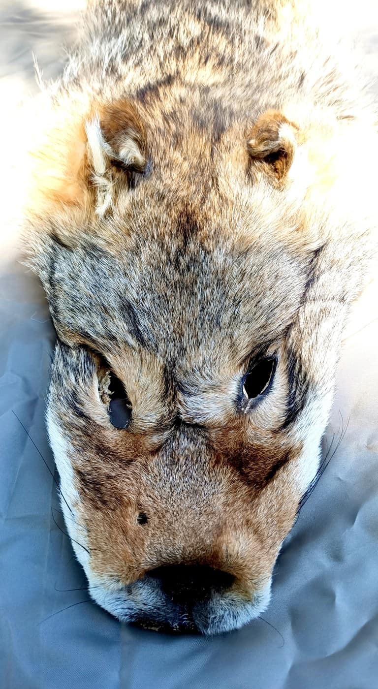 Coyote Pelts – Kinnikinnick Trading Co.