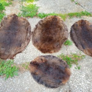 Pelts & Skulls