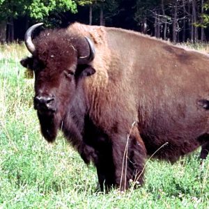 Bison/Buffalo Products